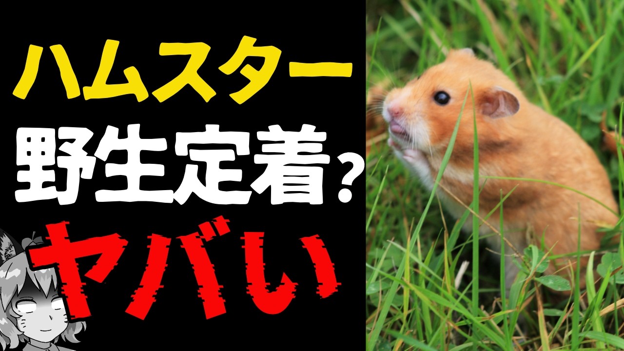 【緊急】野生に定着した、野良ハムスターを探して下さい…
