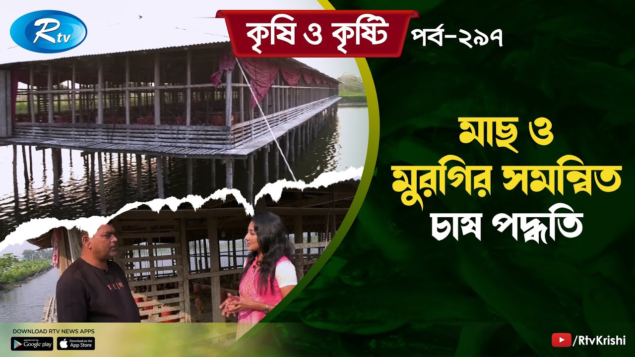 ২৬ একর জমিতে মাছ চাষের পাশাপাশি করছেন লেয়ার মুরগি পালন | Poultry and Fish Production | Rtv Krishi