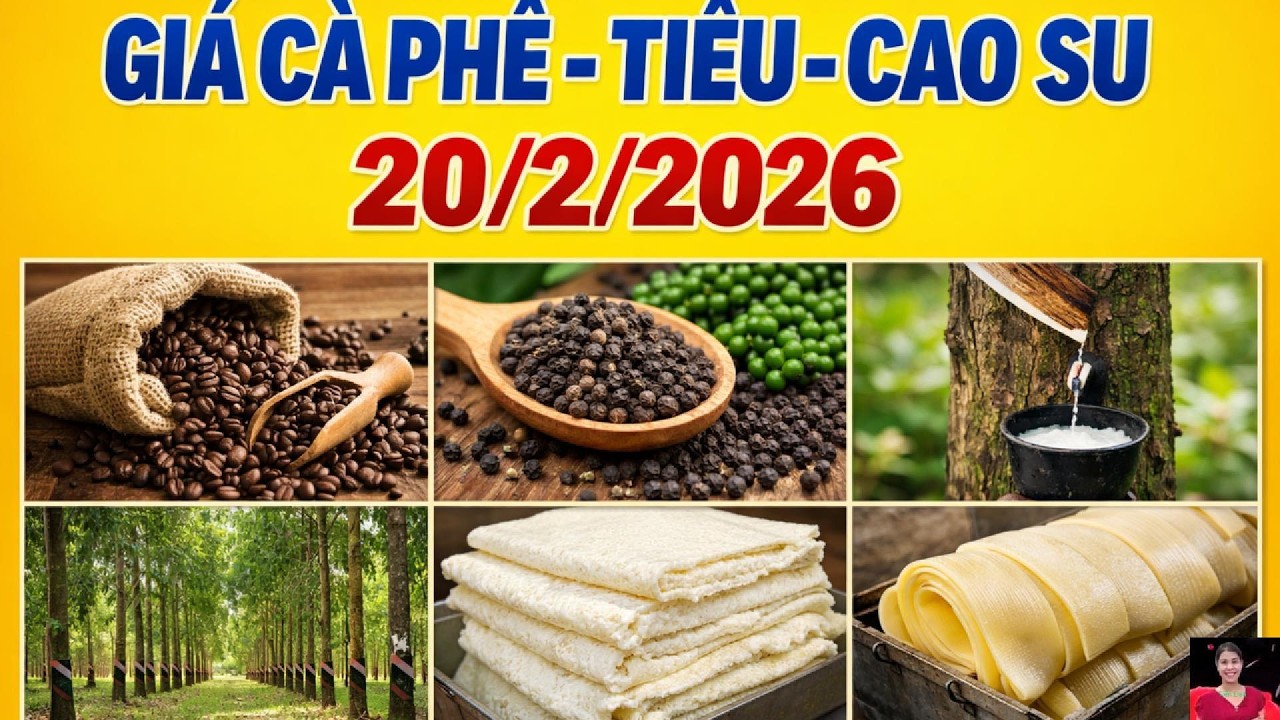 Giá cà phê tiêu cao su hôm nay 20/02/2026 | Tiên Lisa