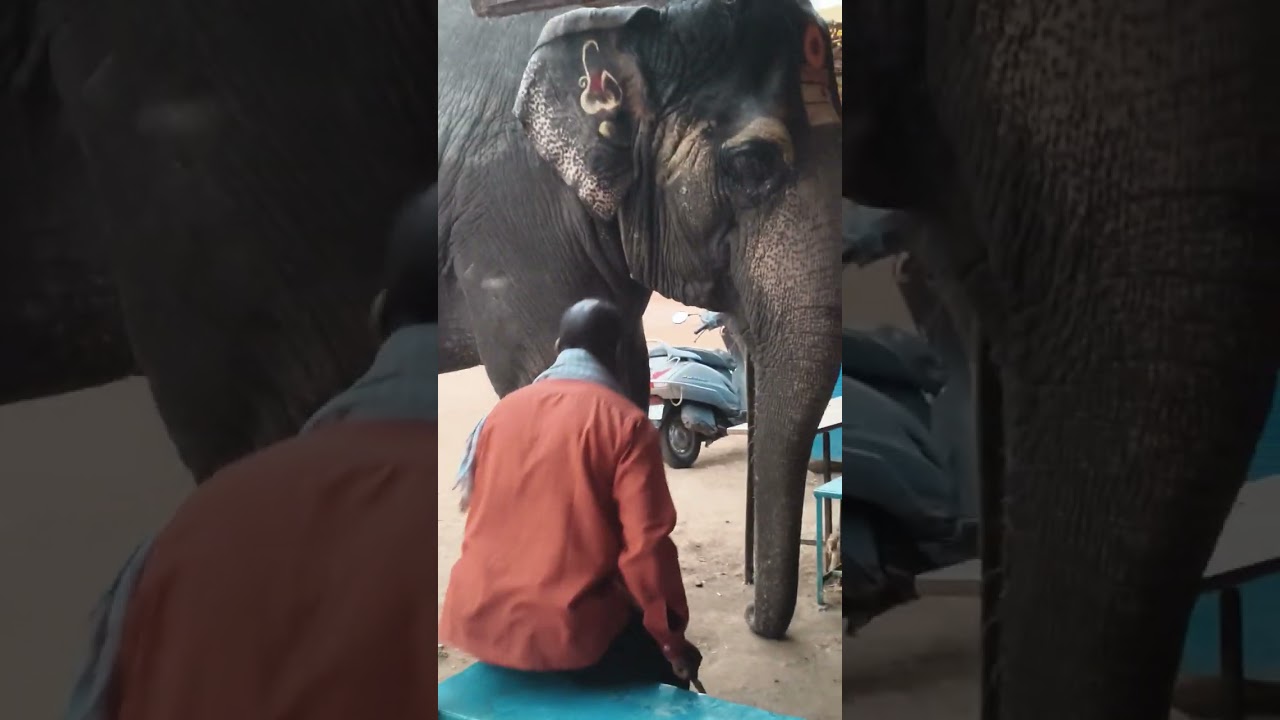 hampi lakshmi ganapathi buiscite eating  gajendra telangala boys
