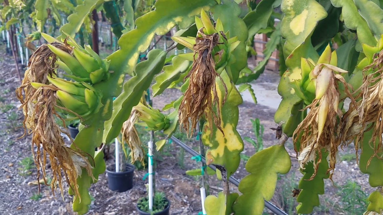Commercial dragonfruit pollination 2