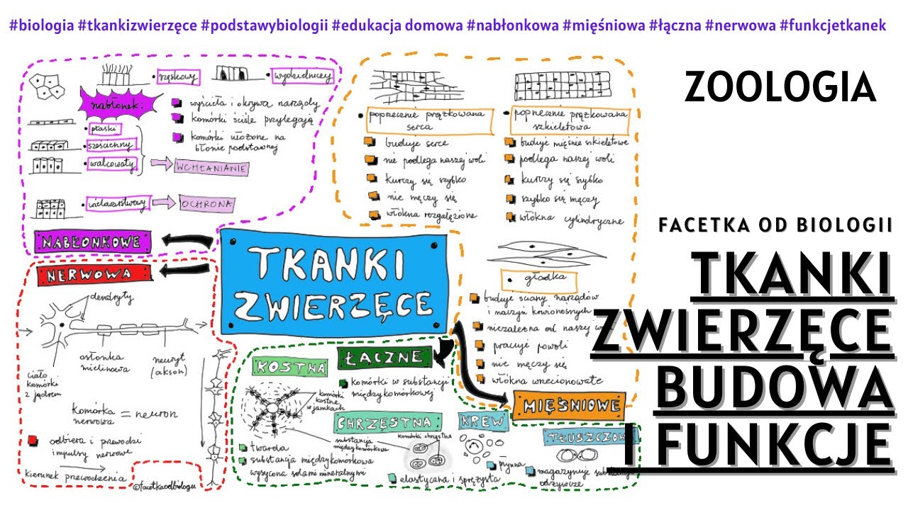 Tkanki zwierzęce - Budowa i funkcje tkanek zwierzęcych  - Darmowe korepetycje - Zoologia