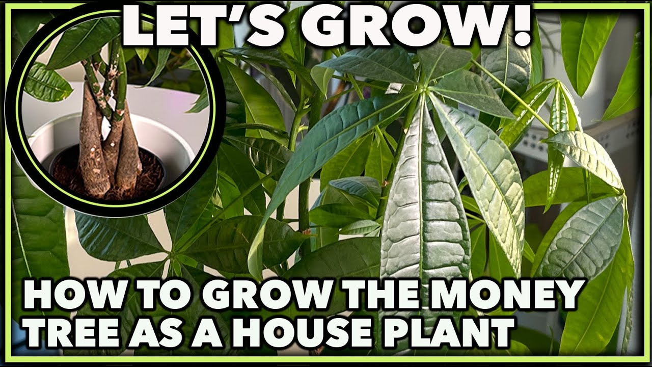 HOW TO GROW THE MONEY TREE PLANT