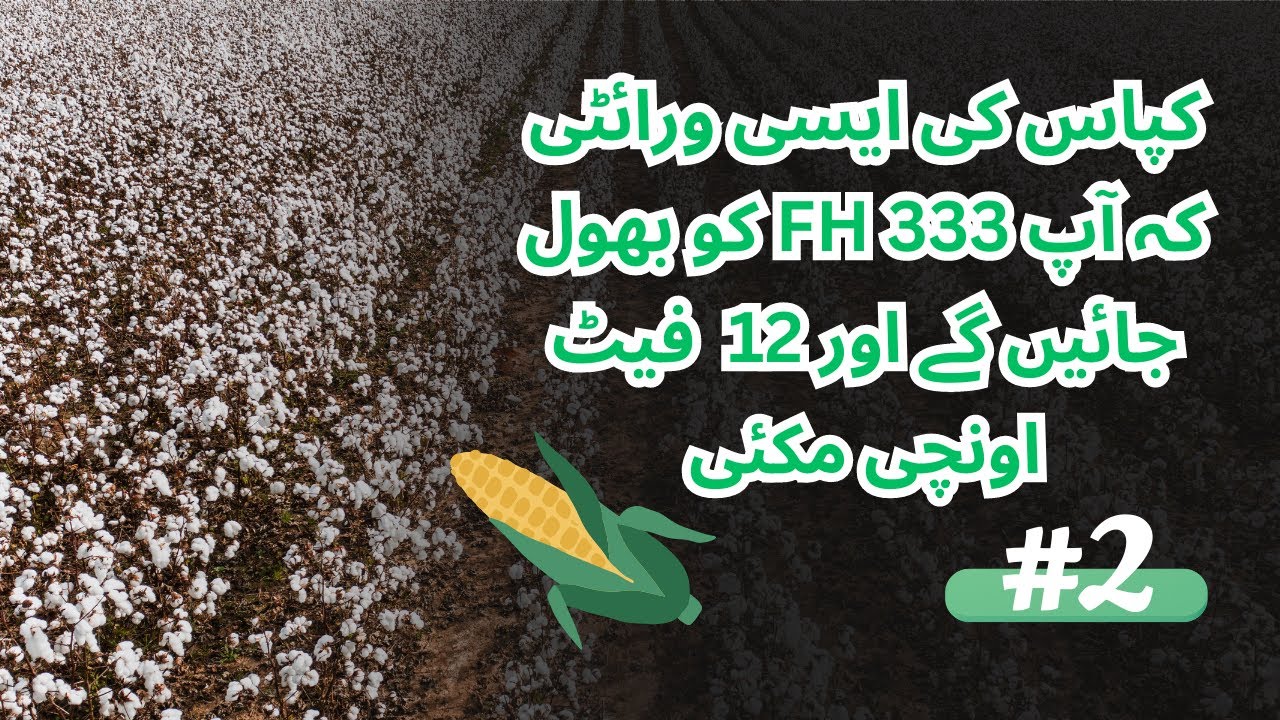 12 feet high corn | cotton seed king of cotton | Farmers meetup series | Part 2