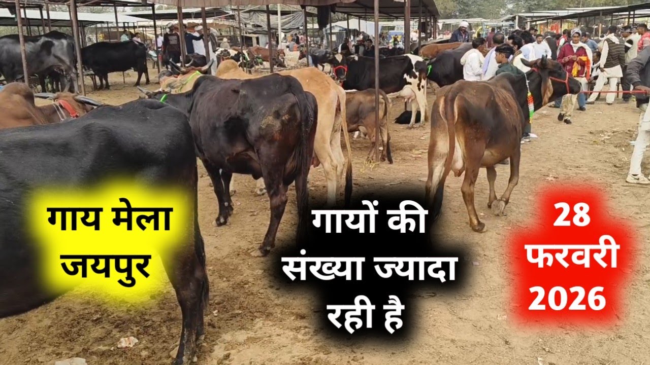 जयपुर की सबसे सस्ती गाय मंडी राजस्थान 28 फरवरी 2026 | Jaipur hatwada | jaipur cow mandi