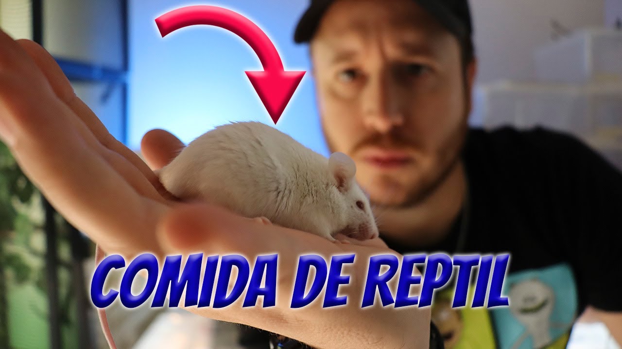 ¿Debo dar alimento vivo a mis reptiles?