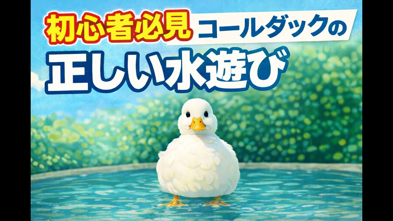 初心者必見　コールダックの正しい水遊び
