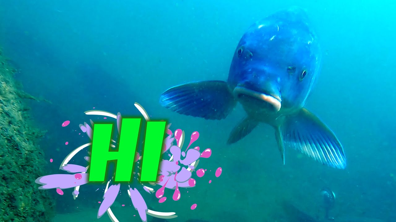 The carp that eats the bait at the riverbed.