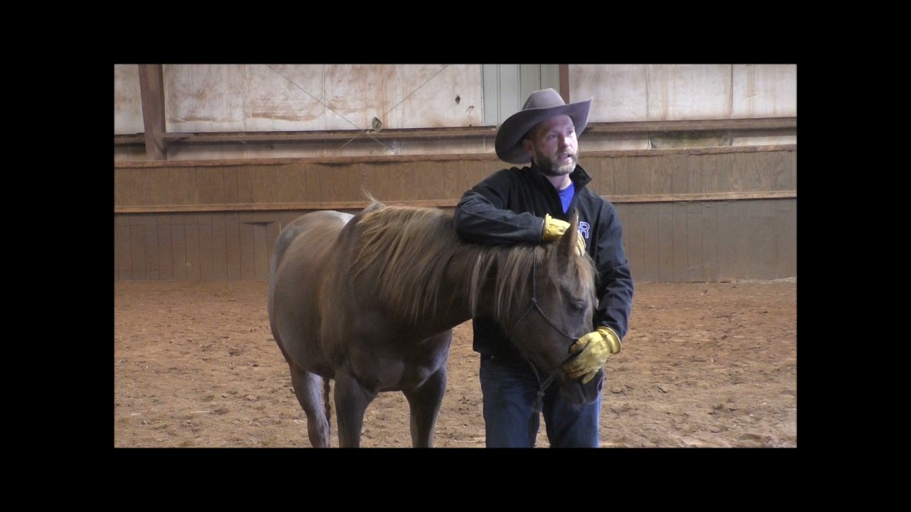 The Tough to Bridle Horse