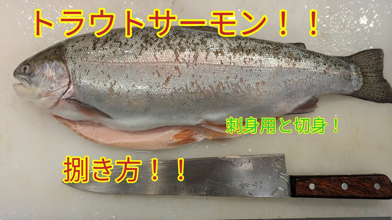 [魚の捌き方]トラウトサーモン捌き方！！