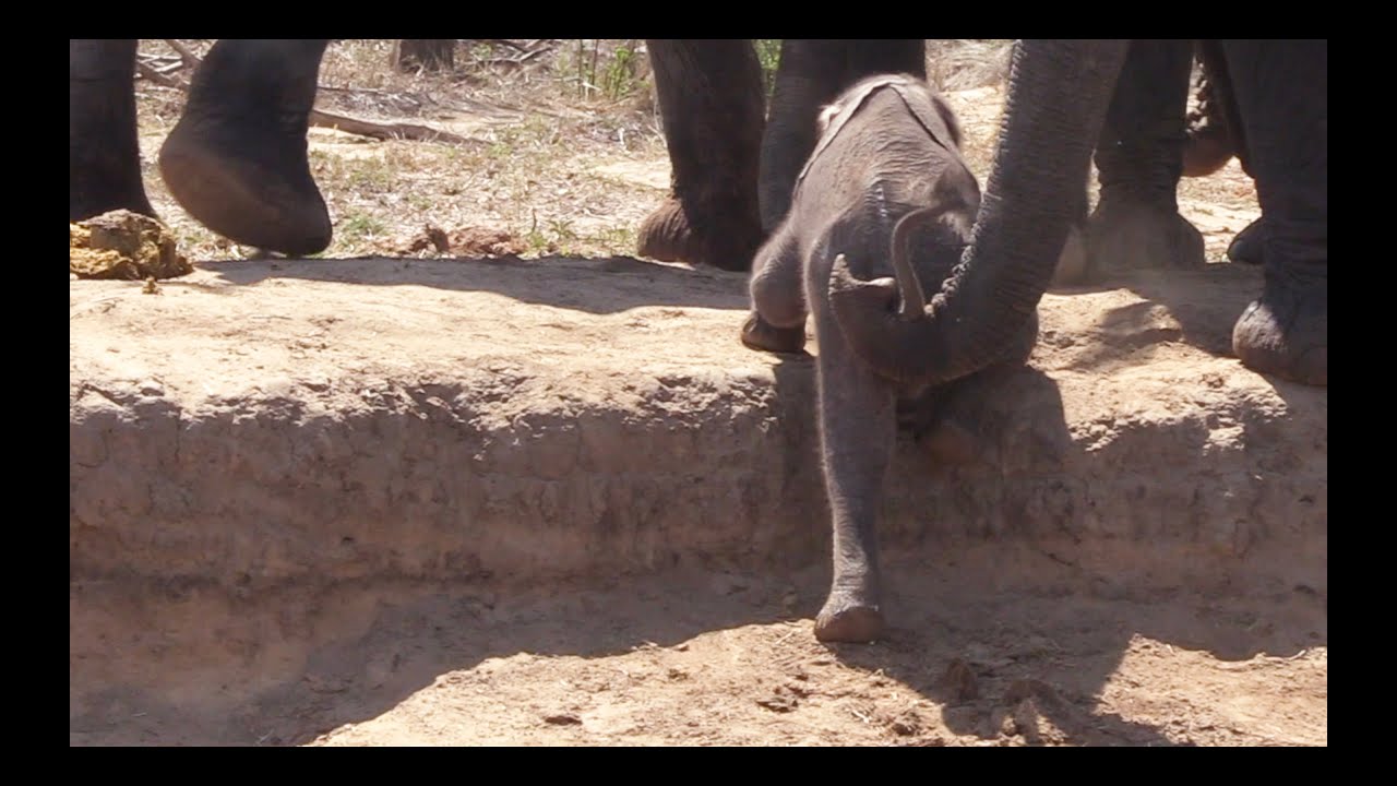 Baby ELEPHANT gets stuck. Mom helps... eventually.