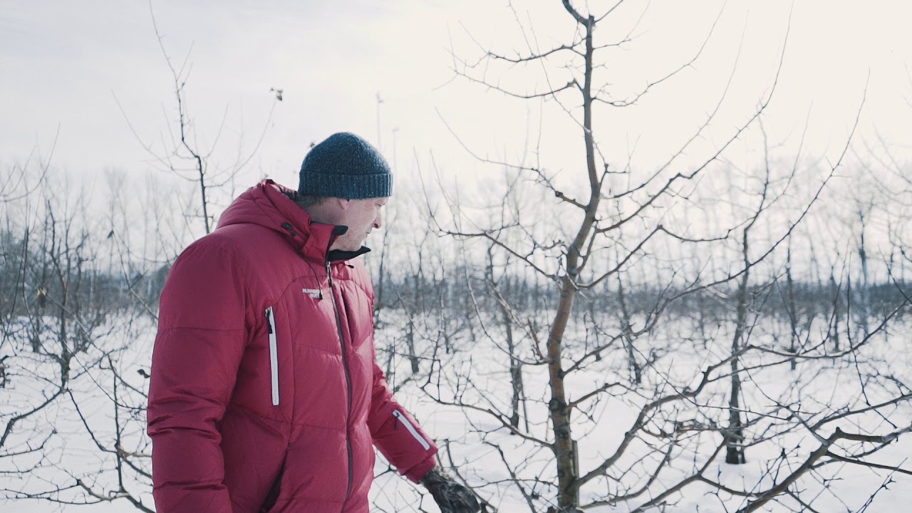 Обрезка плодовых деревьев (Часть 1)