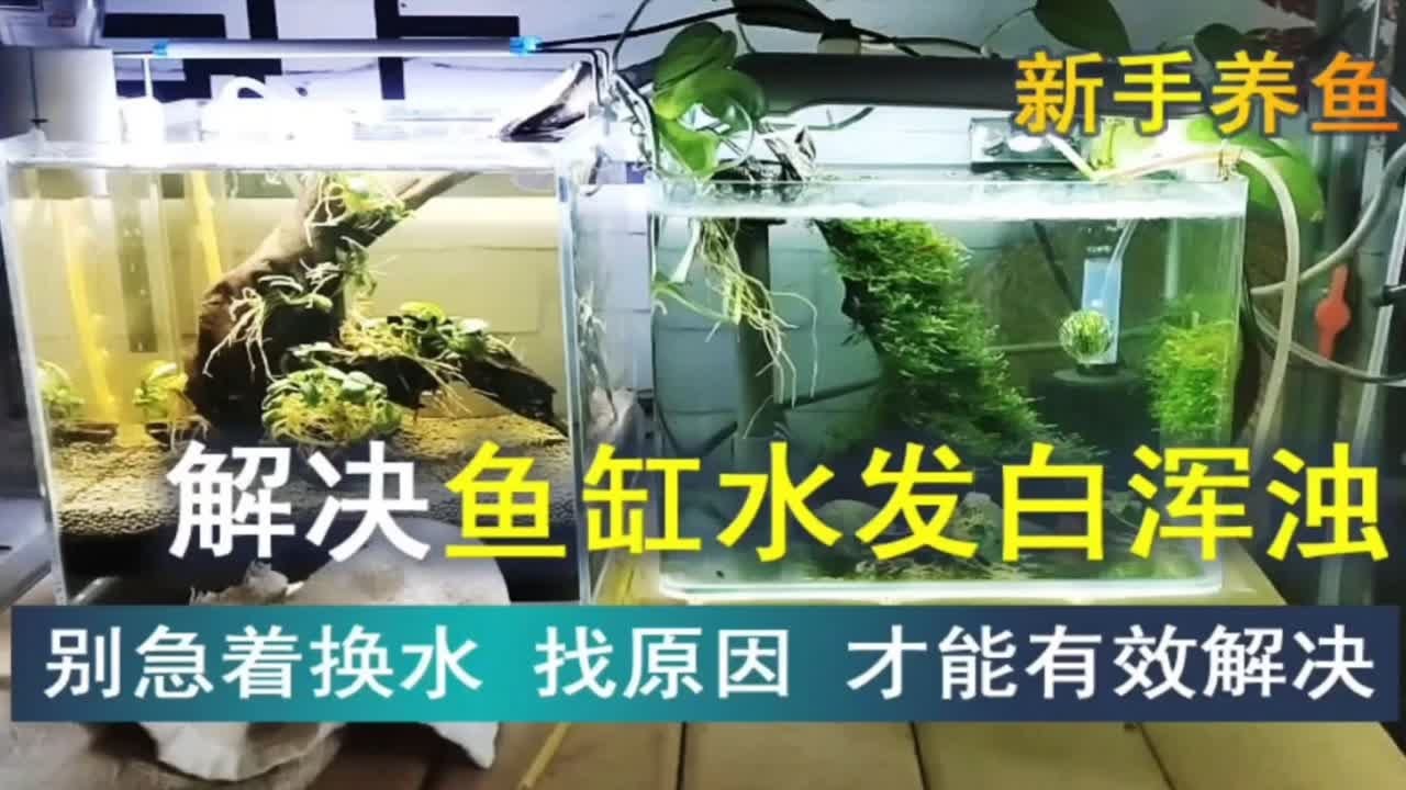 鱼缸水浑浊，不要着急换水，有可能换水后更浑浊，先弄清原因