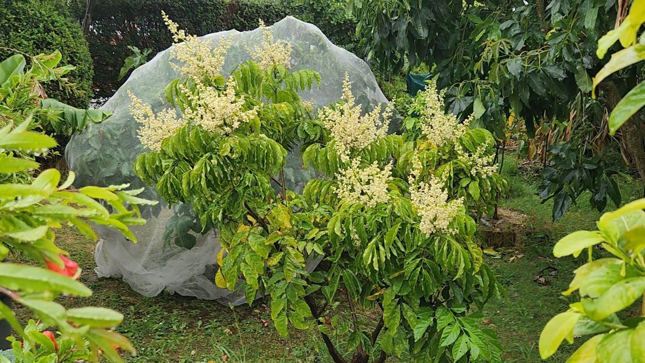 Spring Drought Breaks | Subtropical Conditions Arrive In Melbourne