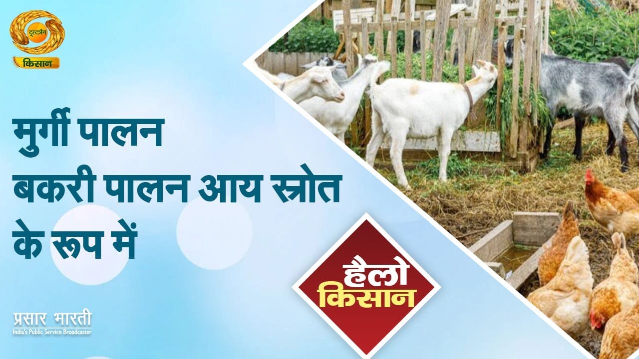 Hello Kisan | हैलो किसान- मुर्गी पालन बकरी पालन आय के स्रोत के रूप में | DD Kisan | January 07, 2026