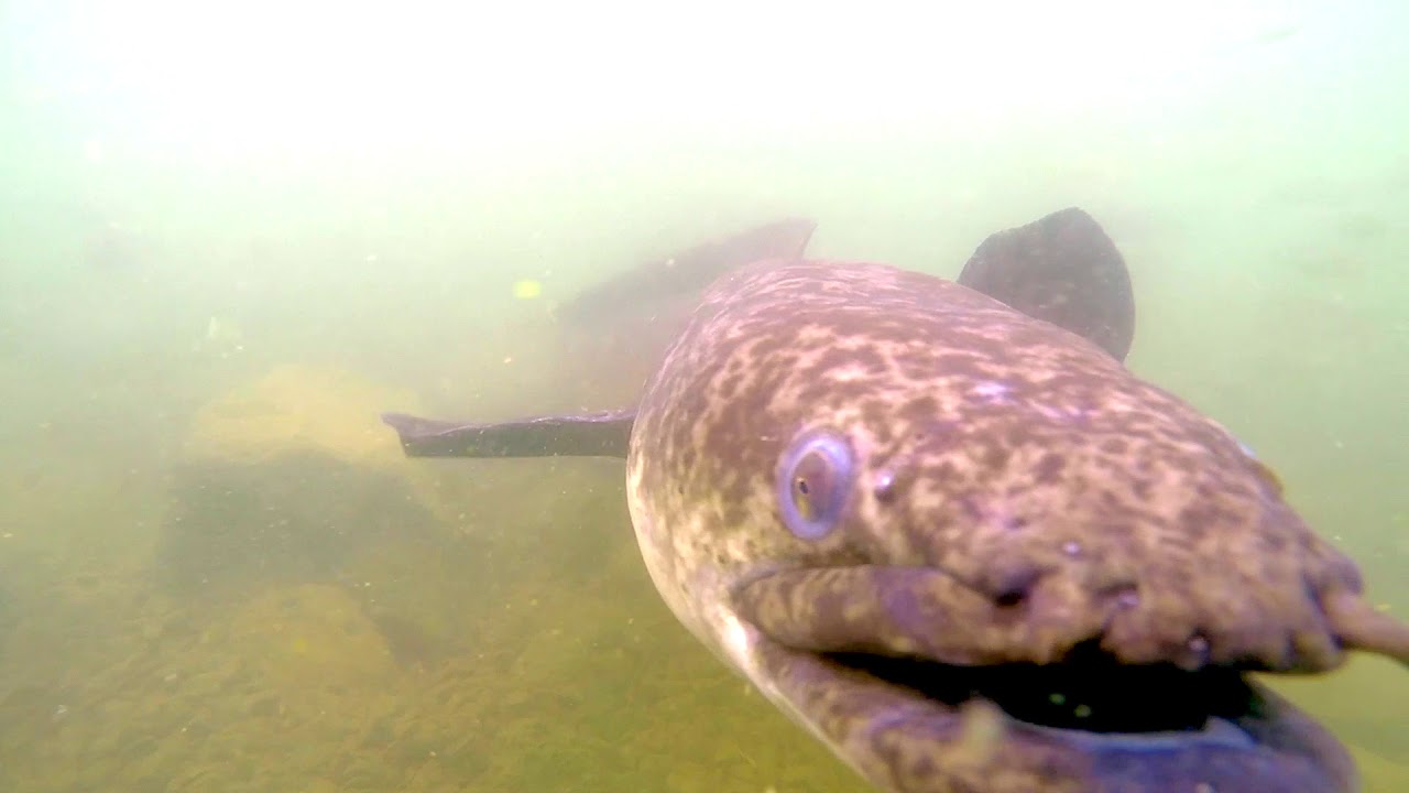 Giant Mottled Eel, Mauritius