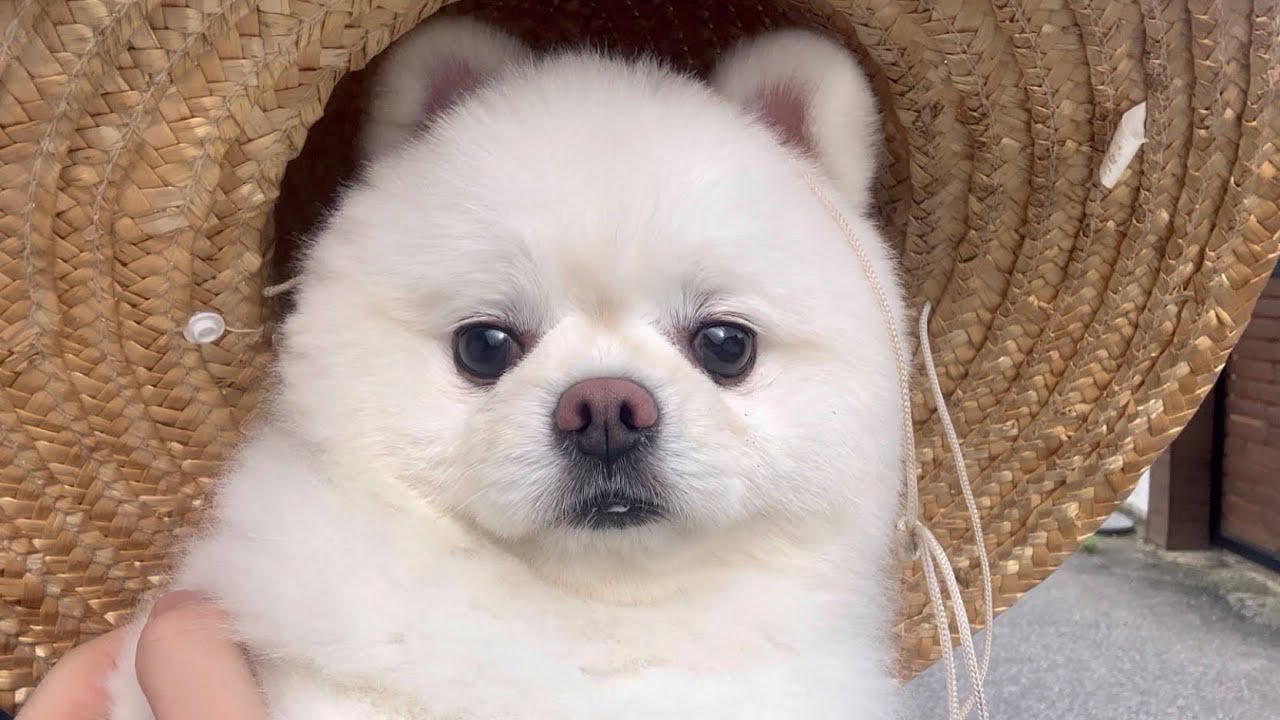 도시에서만 살던 강아지에게 시골체험 시켜줬더니..ㅋㅋㅋ
