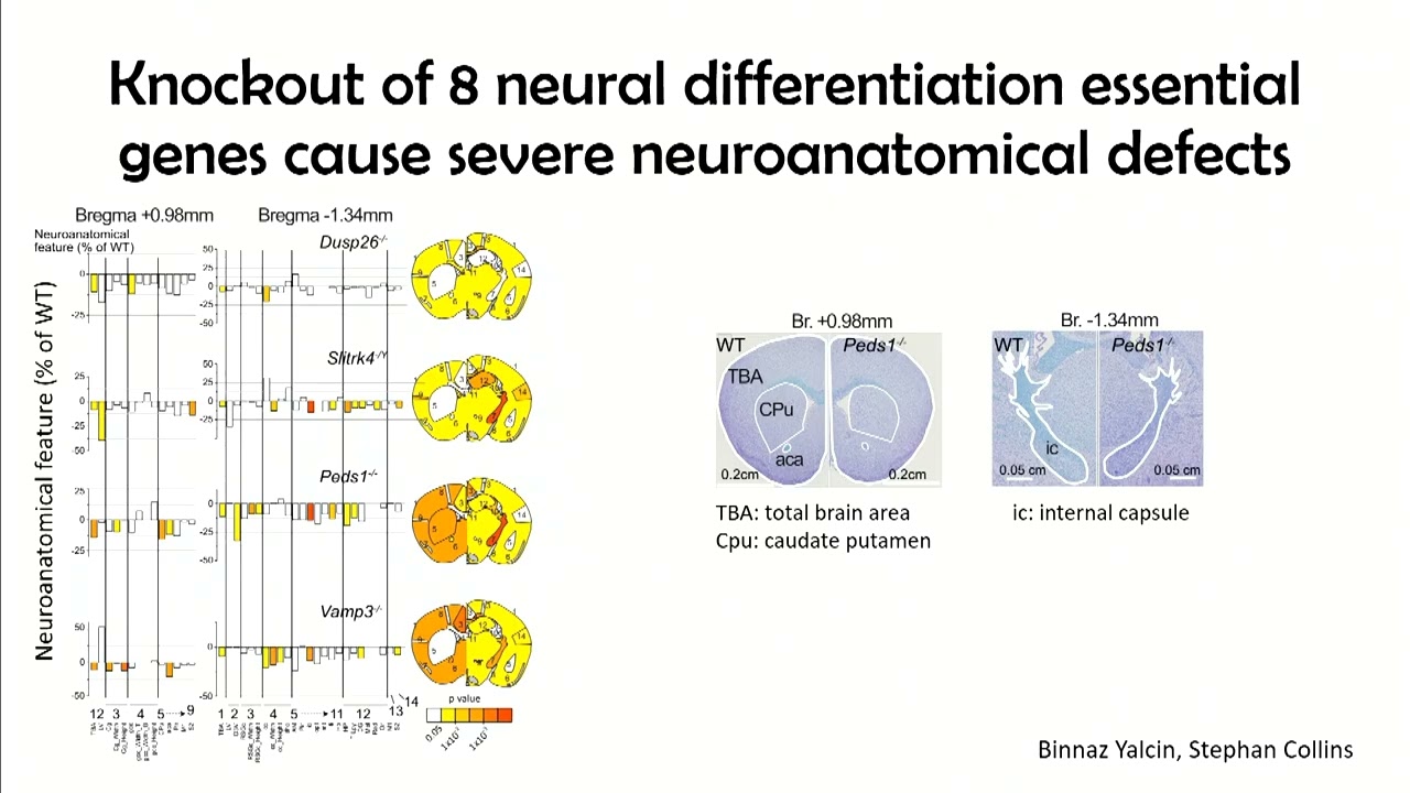 Sagiv Shifman - Session 2: Genetics of Complex Traits and Common Morbidity Over a Lifetime