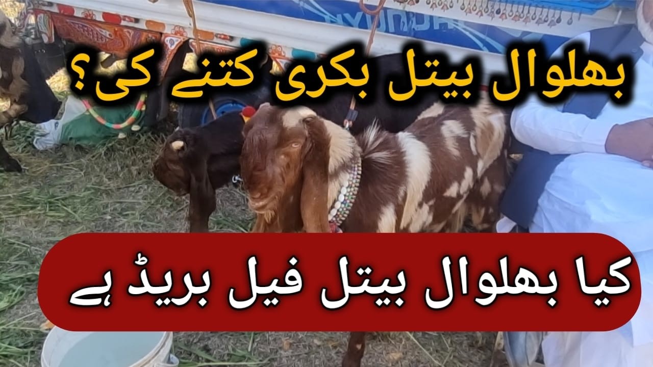 Is Bhalwal Beetal Goat a Fail? Truth Revealed! #onlinebakramandi
