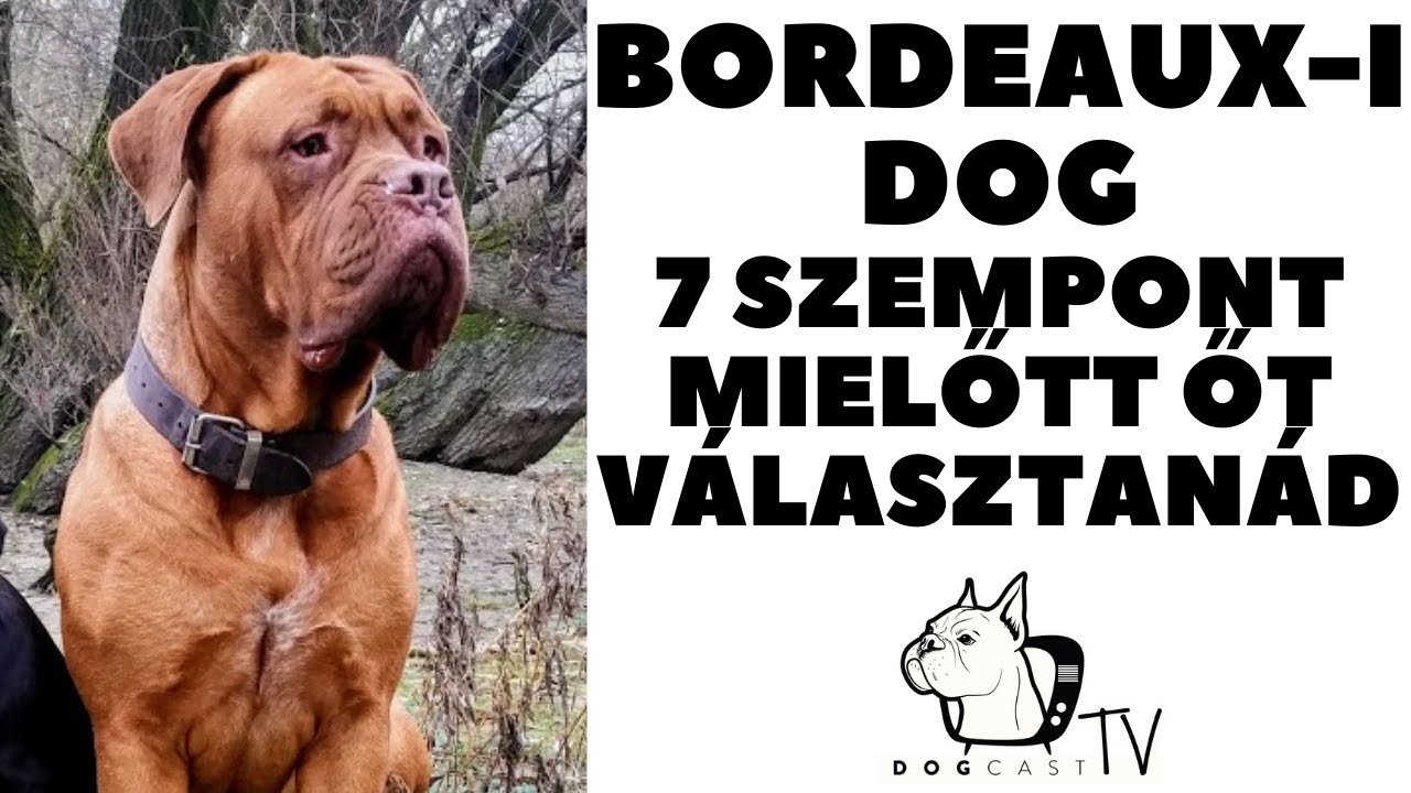 Mielőtt kutyát vennél - BORDEAUX-IS DOG (BORDÓI DOG) - 7 fontos szempont! DogCast TV!