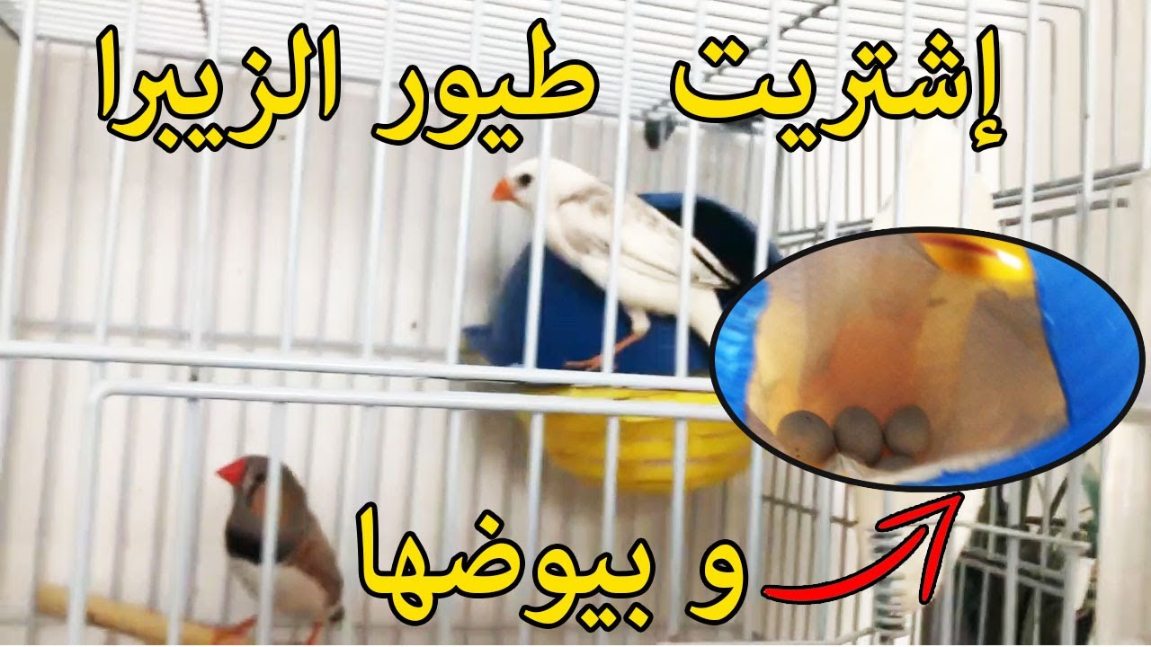 😱إشتريت  طيور الزيبرا فينش🐦و بيوضها الخمس و بدون بياضة💲