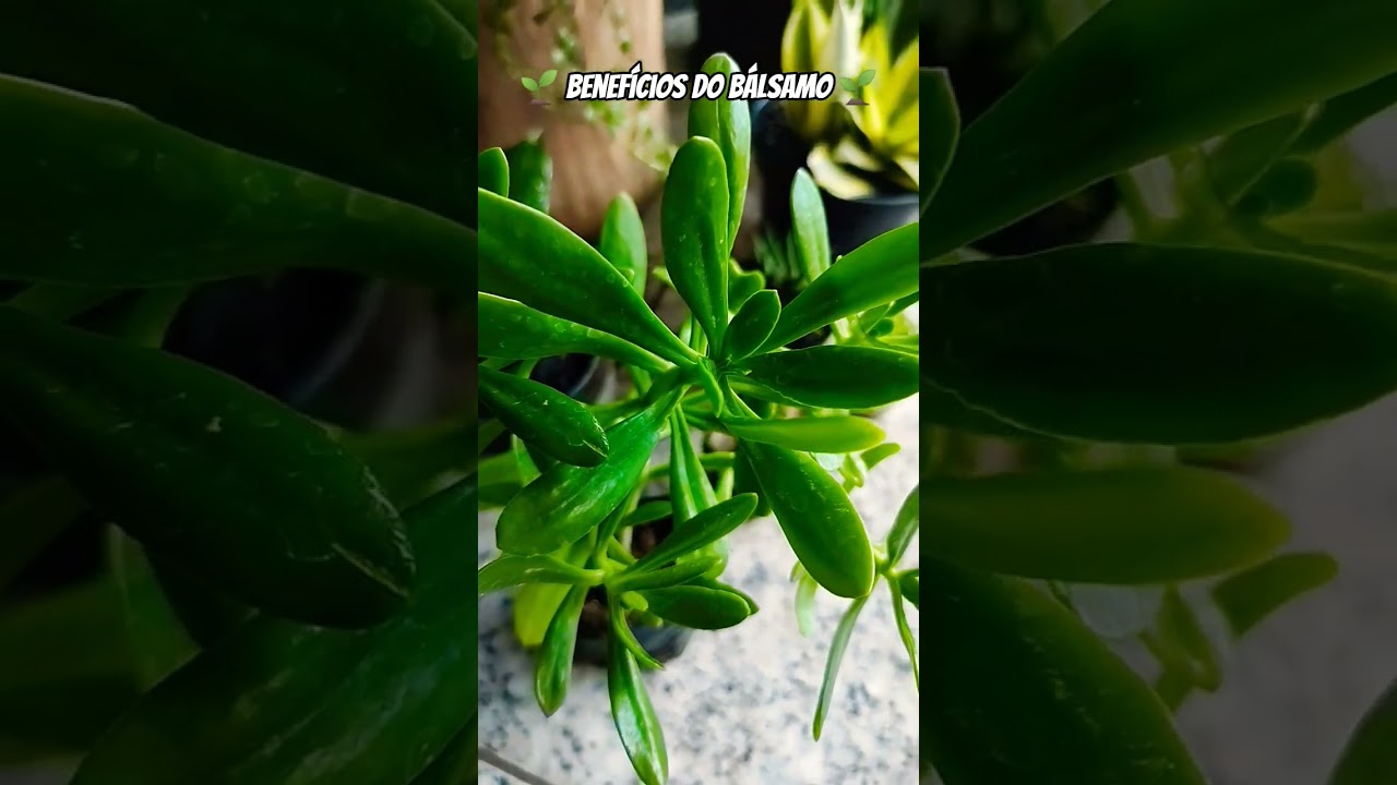 🌱 Benef&iacute;cios do B&aacute;lsamo 🌱 #balsamo #plantas #plantasmedicinais #plantar #cuidados