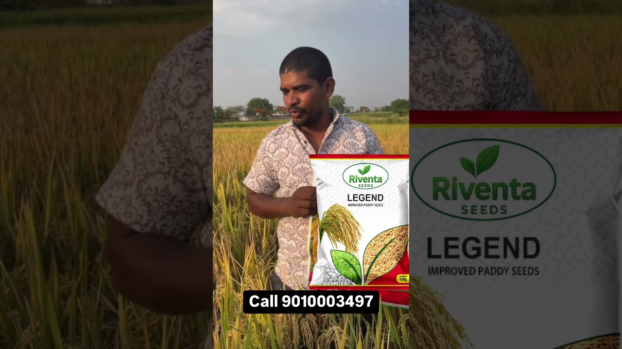 Best Paddy Seed in 2025 - Riventa Seed Legend | Research Variety | New Paddy Seed  #bestpaddyseeds