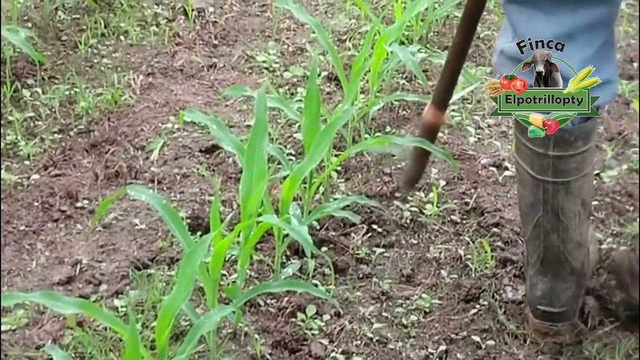 🌱 PARCELA DE MAÍZ 8817 DEKAL 🌽Con apenas 10 días de nacido,