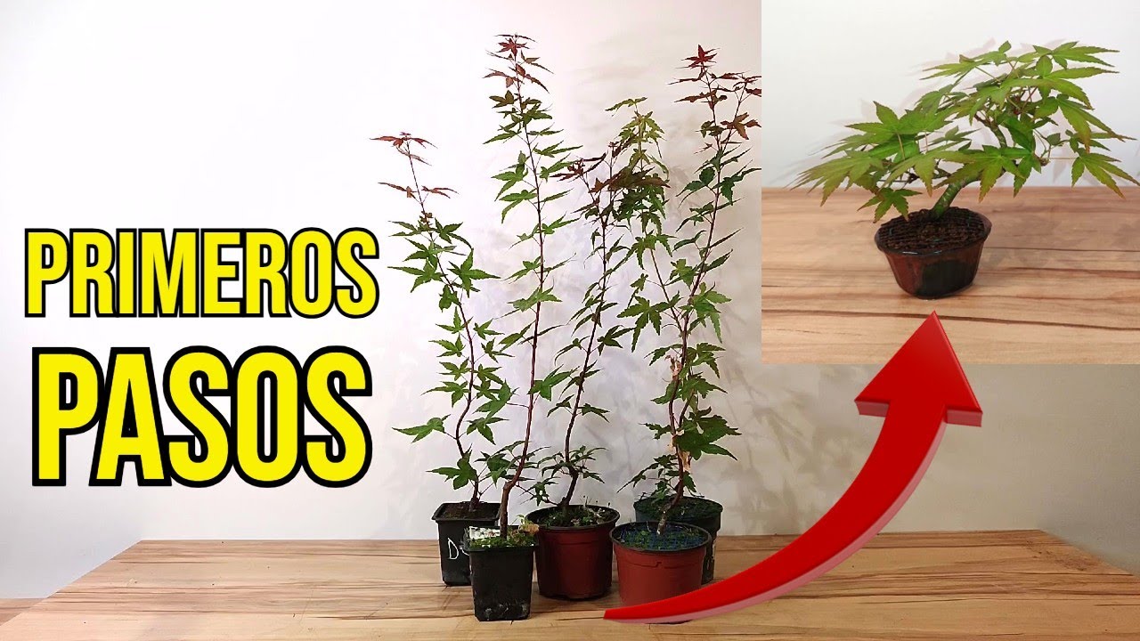 ✅ Cómo Comienzo mis BONSAIS de Tamaño MINI con Arce Palmatum