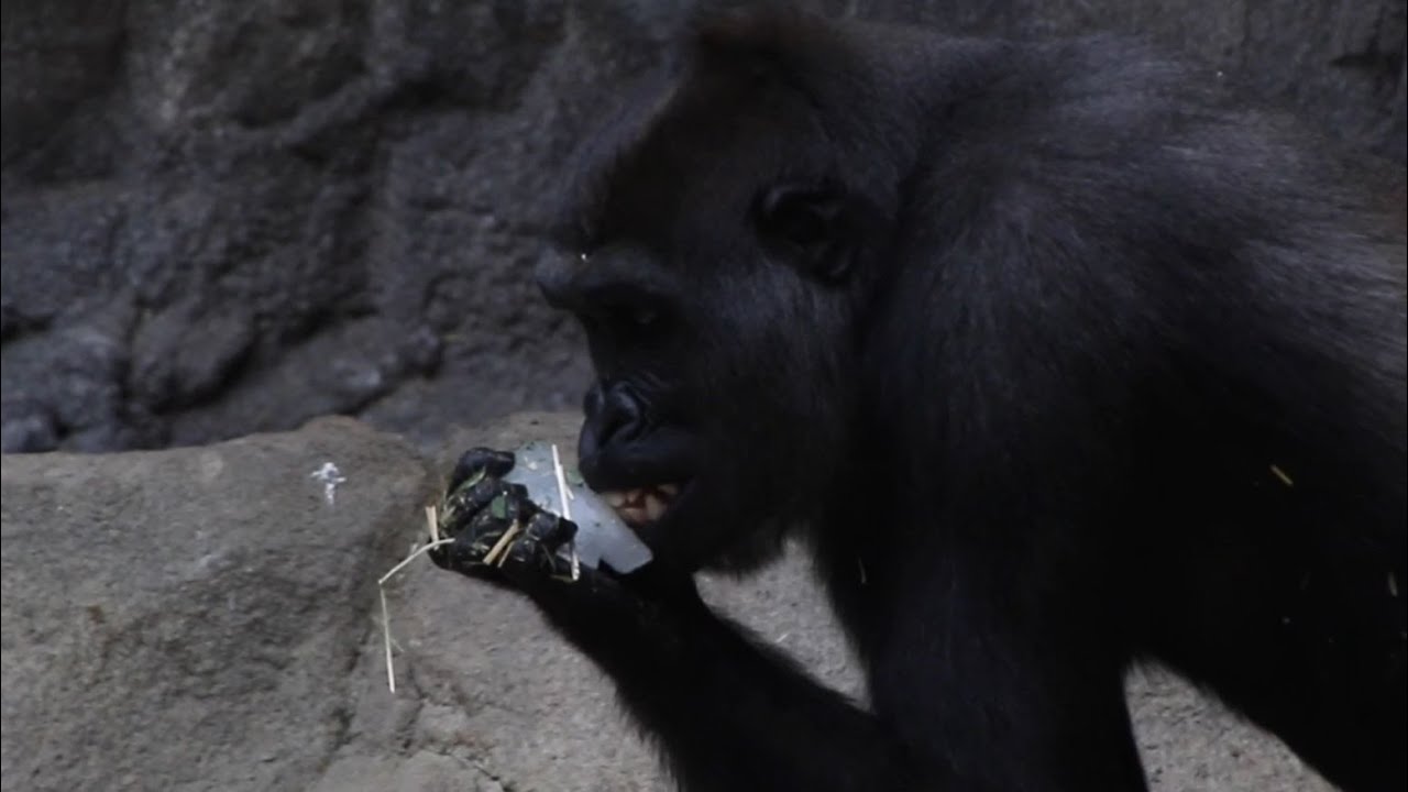How do our zoo friends stay cool when temps soar?
