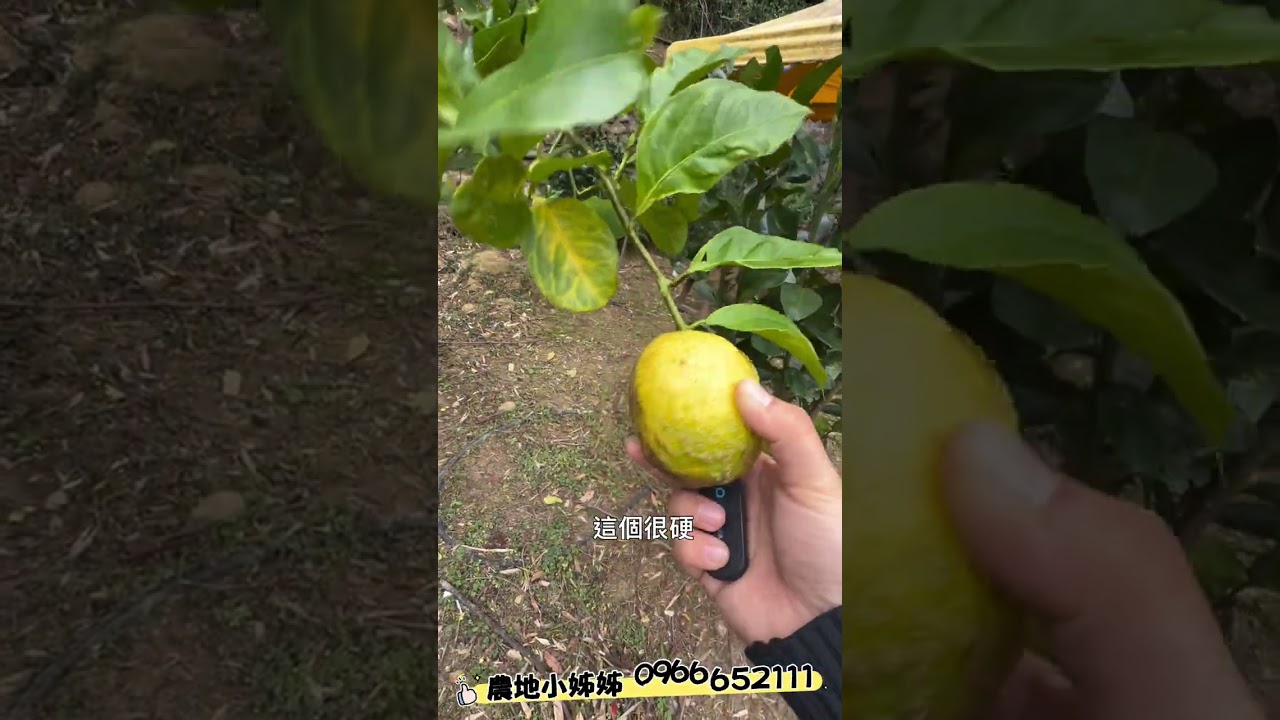 苗栗獅潭 果園平坦土地合法資材室