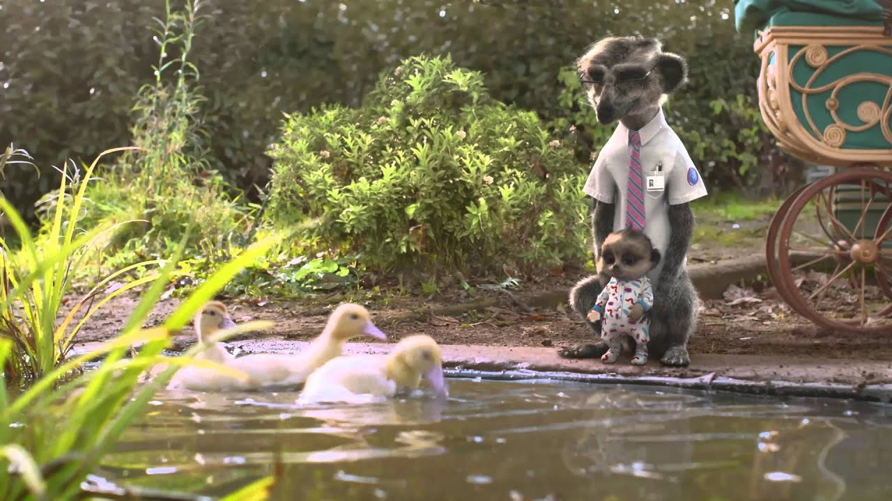 Compare the meerkat -- Daily life with Baby Oleg