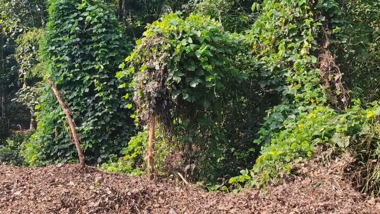 കൂരാലി ചെങ്ങളം റോഡിൽ നിന്ന് 800മീറ്റർ മാറി 1ഏക്കർ 30സെന്റ് സ്ഥലം