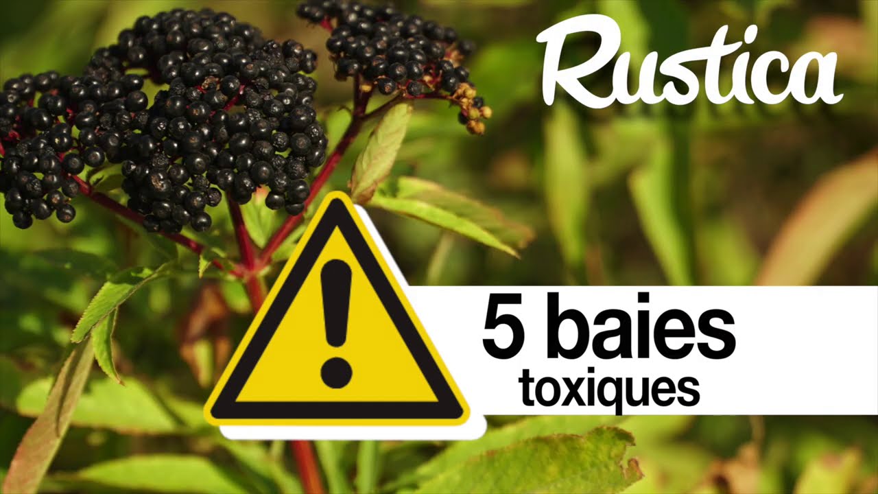 5 fruits et baies sauvages toxiques