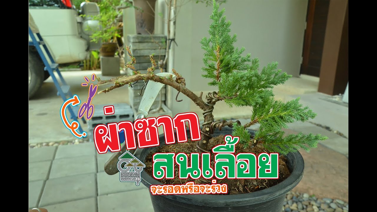 Gu Bonsai Workshop : ผ่าตัดซากสนเลื้อย