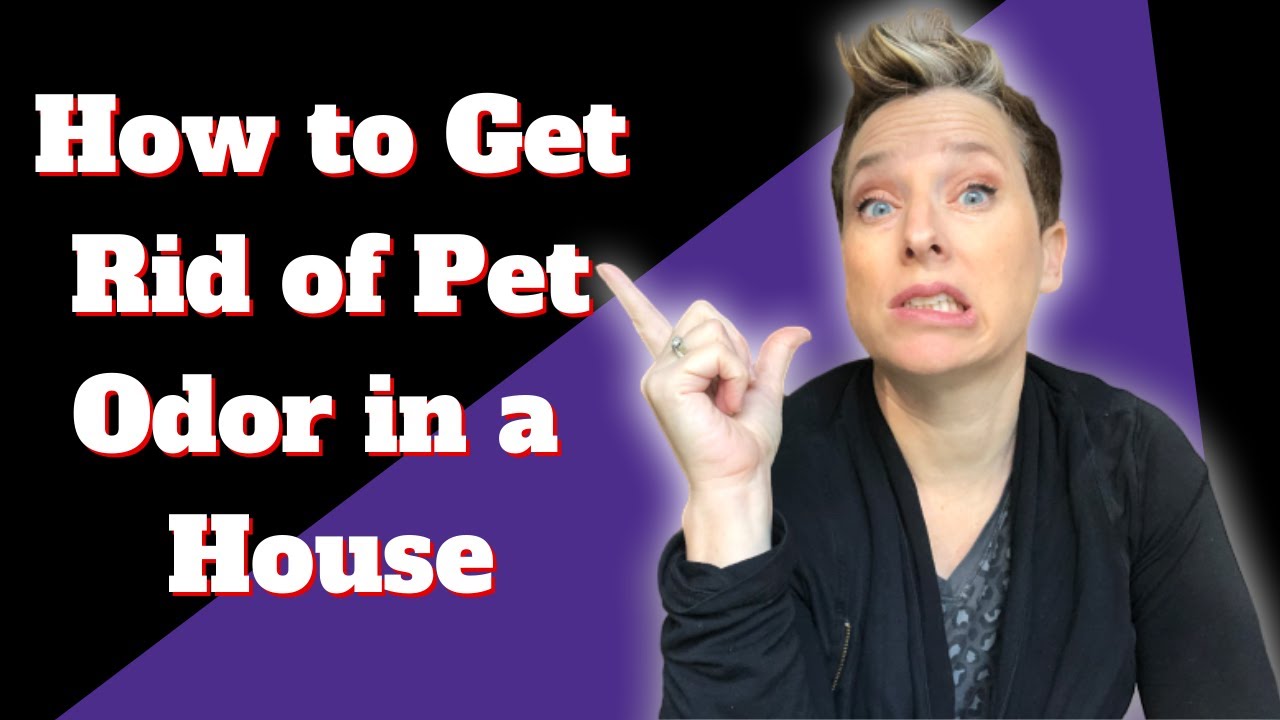 How to Get Rid of Pet Odor in a House