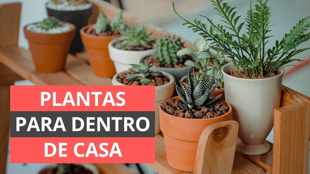 MELHORES PLANTAS PARA DENTRO DE CASA - COMO CULTIVAR