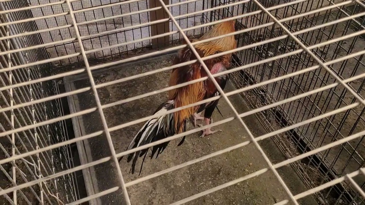 Tau qaib breeder tshiab lawm 
