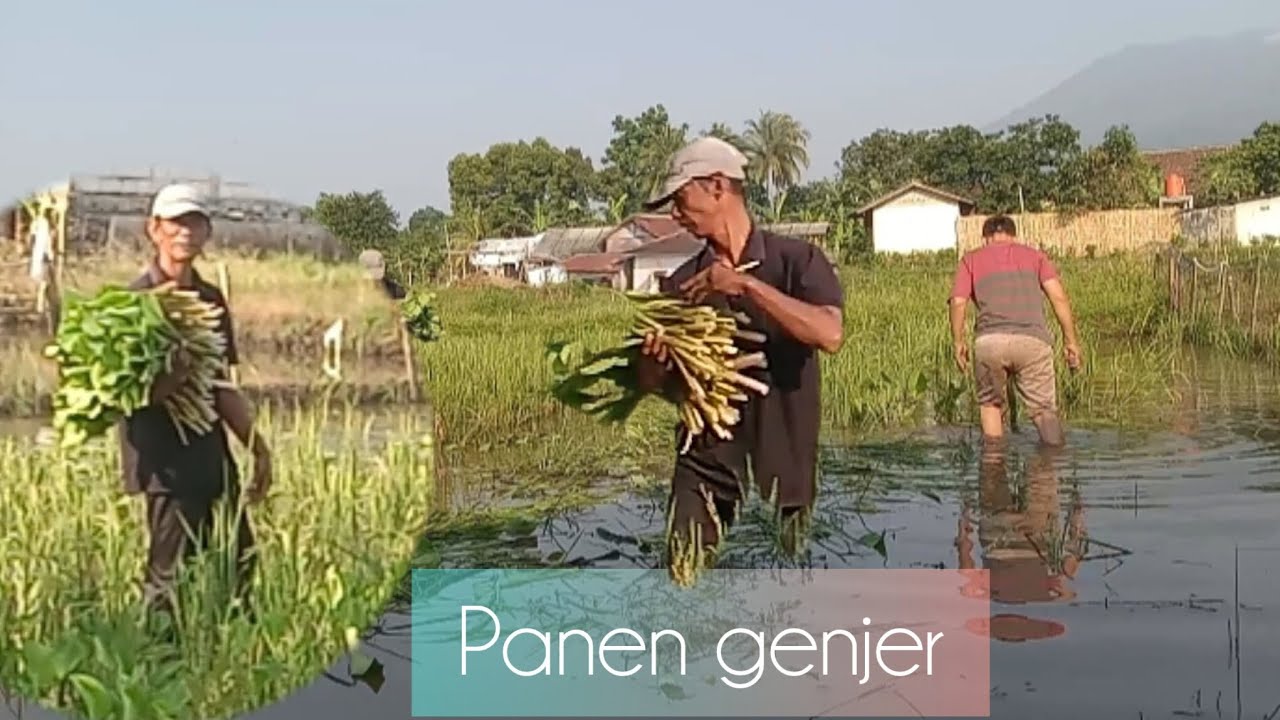 Tumis genjer dan ikan asin ..// hemm mantap