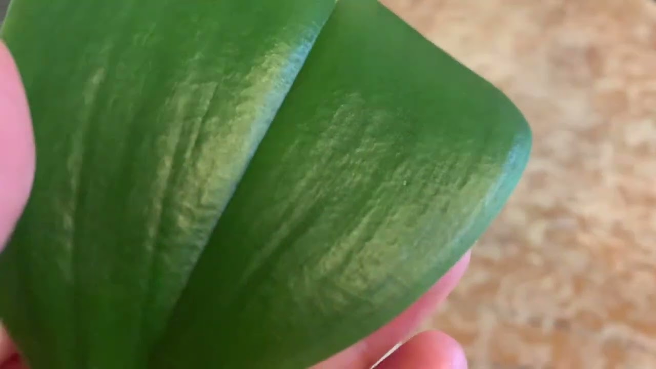 CÓMO  VER DESPUÉS DE DOS SEMANAS ALA ORQUÍDEA QUE FUE DESIDRATRADAS