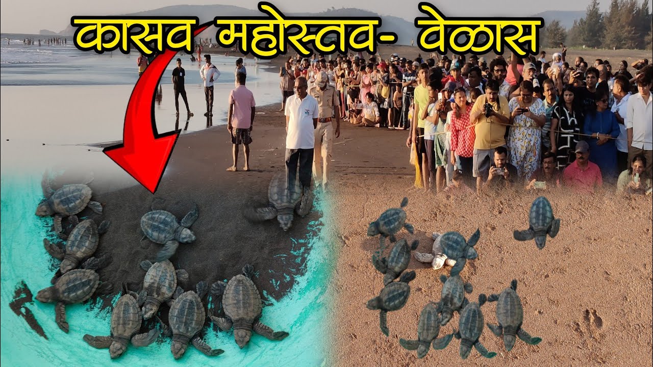 जगभरातून पर्यटक येतात कासव महोत्सव बघण्यासाठी वेळास गावामध्ये🐢😍#turtle #turtlepoint #velas #beach