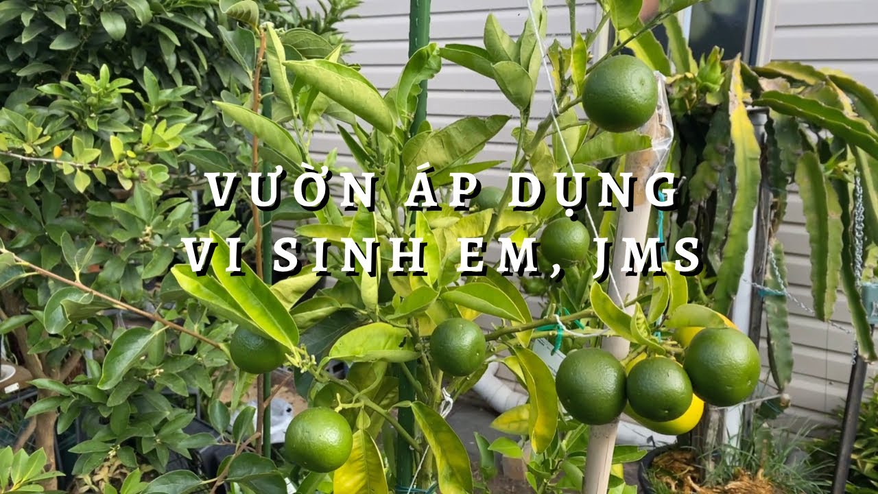 Vườn Áp Dụng Công Nghệ Vi Sinh EM JMS Toan Trinh