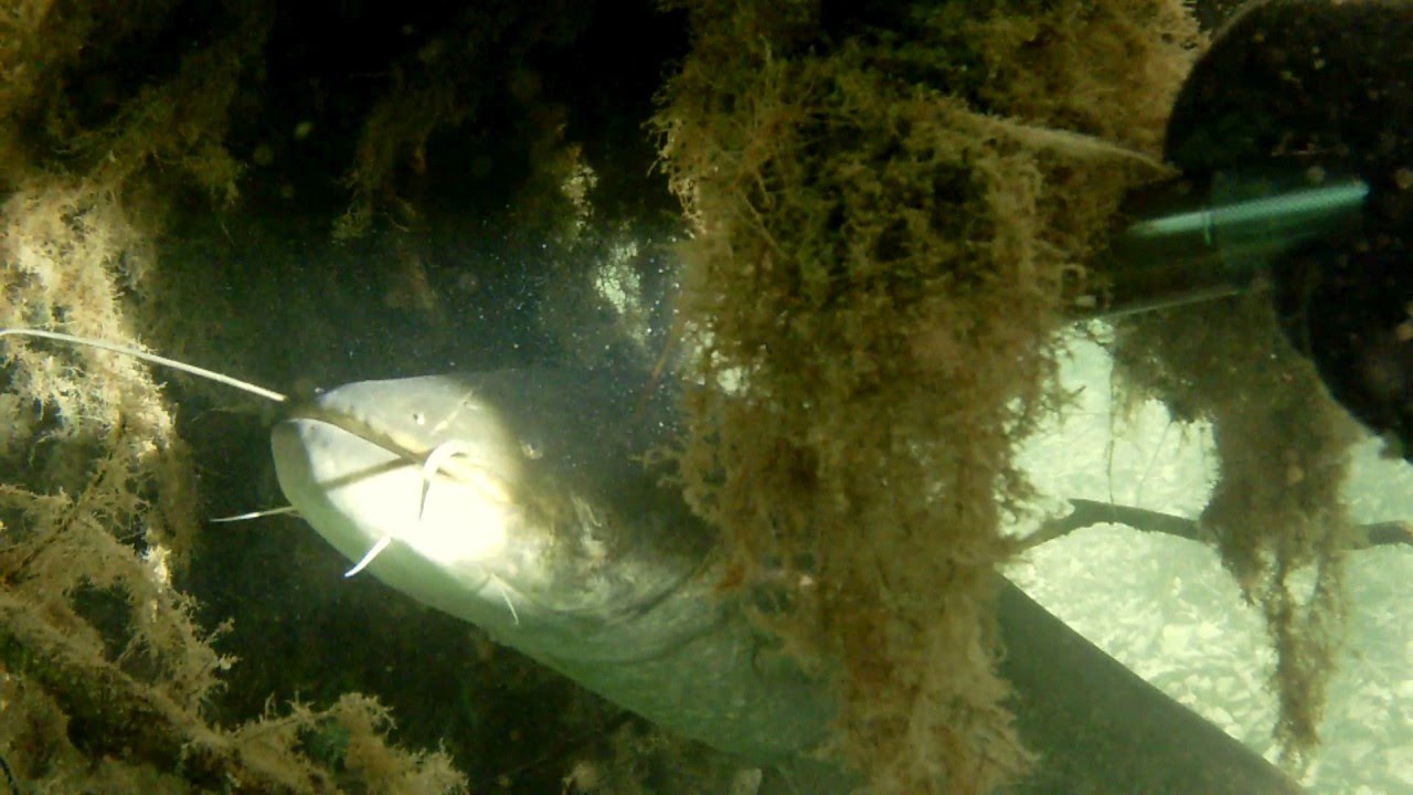 Hydrozagadka #4 / Hydroriddle #4 Catfish Silurus glanis