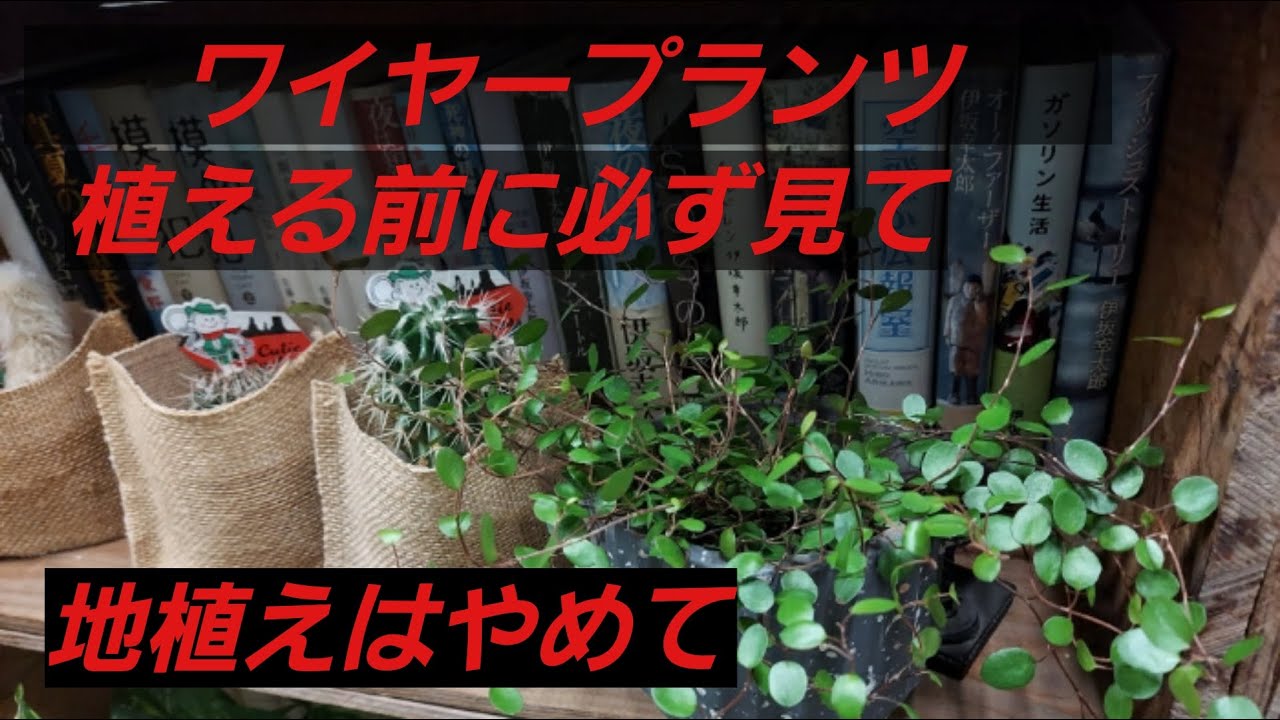 ワイヤープランツ　植えて本当に大丈夫？めちゃくちゃ丈夫で増えますよ　草引きが大変だからって理由で植えるとこいつの処理がもっと大変ですよ