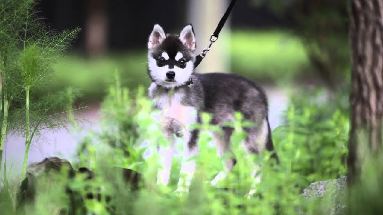 Slater - The Alaskan Klee Kai