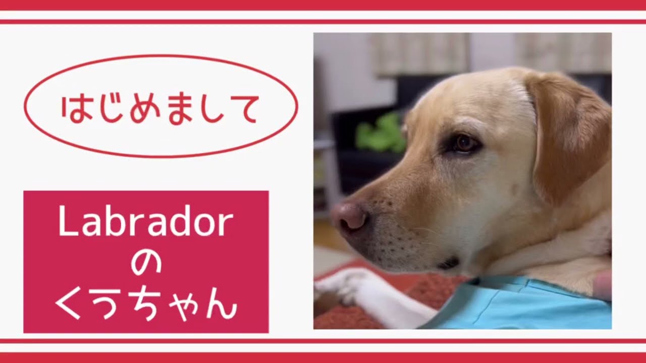 【Labrador】くうちゃん　プチプチでストレス発散　Ku-chan bubble wrap to release stress