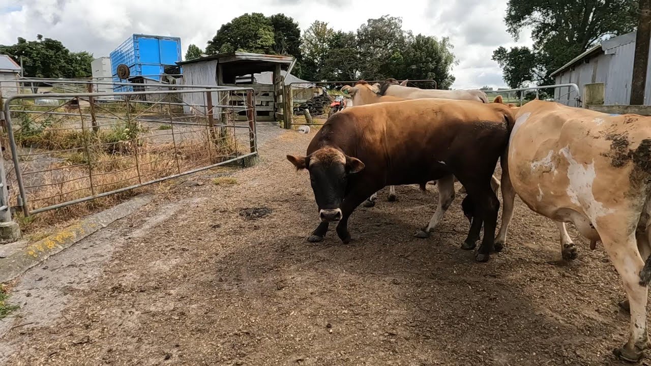Mr Angry Bulls Out Of Here!! New Upgrade In Cowshed Means We're Ready To Extend