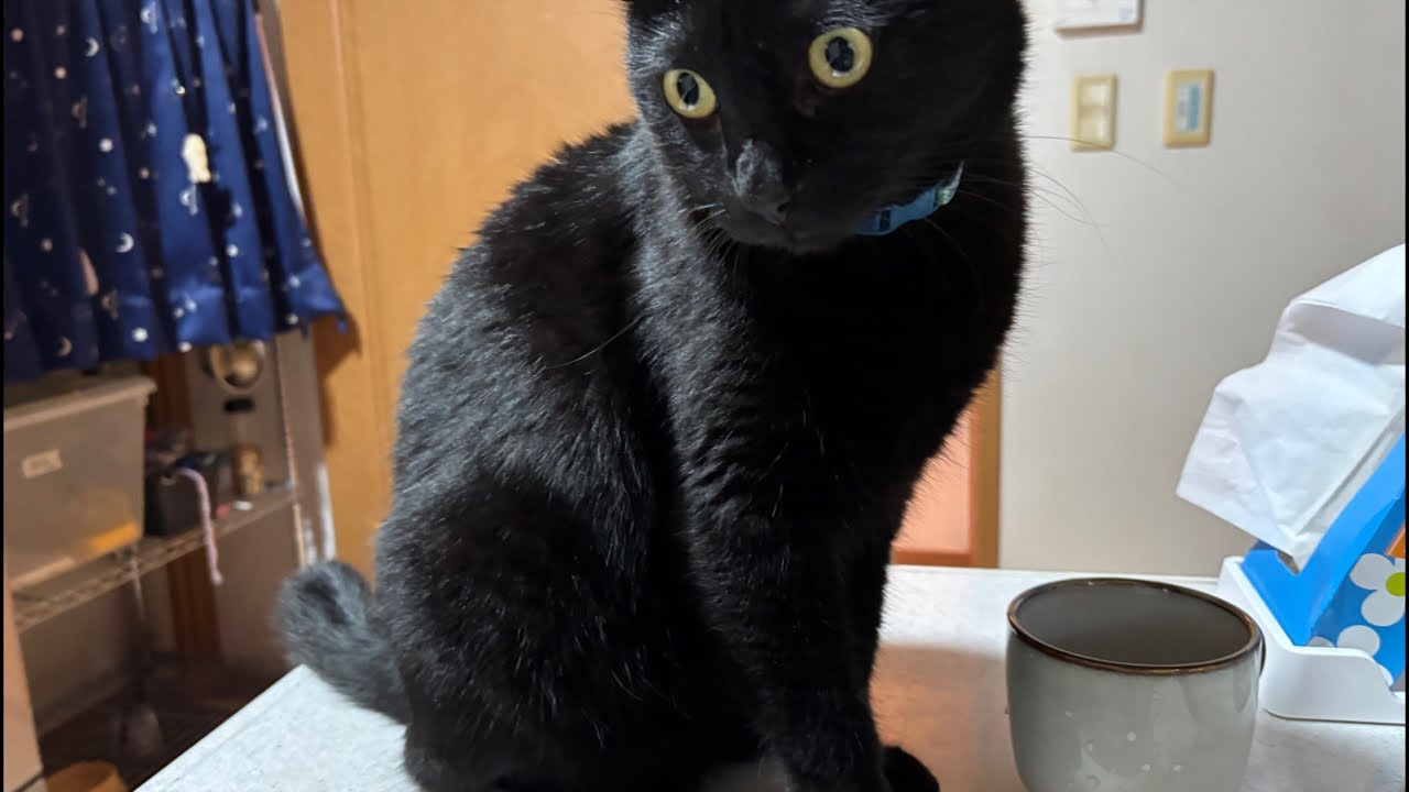 コーヒーの香りが…  猫と大食いうさぎ　1110（月）05：21～　Cat and gluttonous rabbit