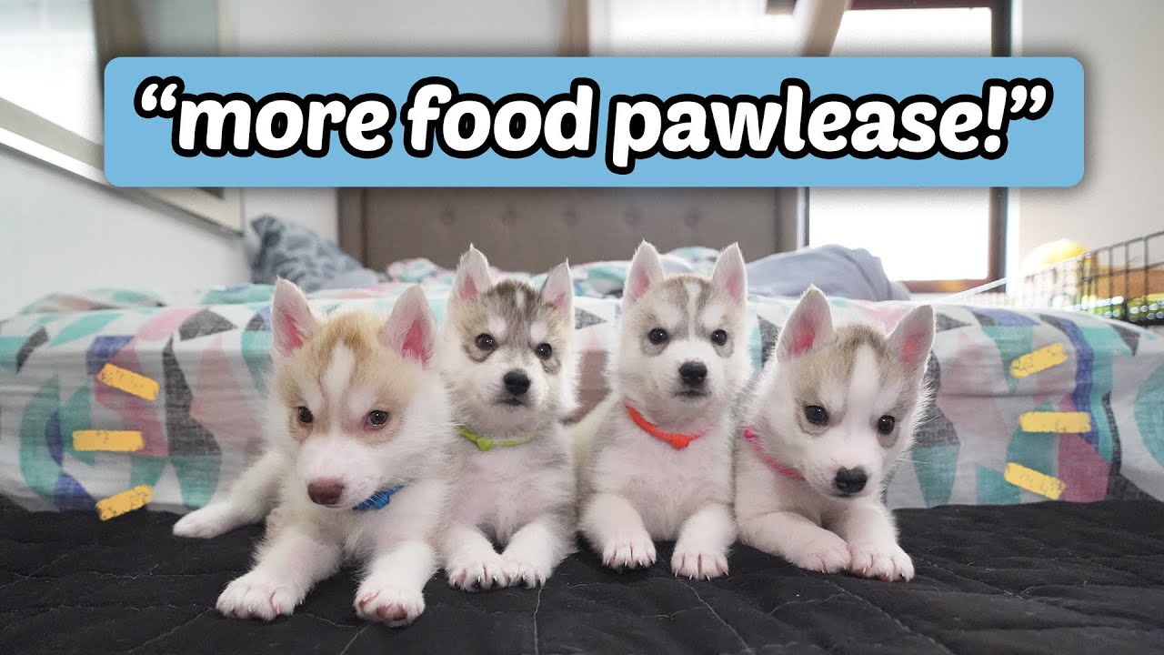 BANSOT ANG MGA PUPPIES KO? (5TH WEEK UPDATE)