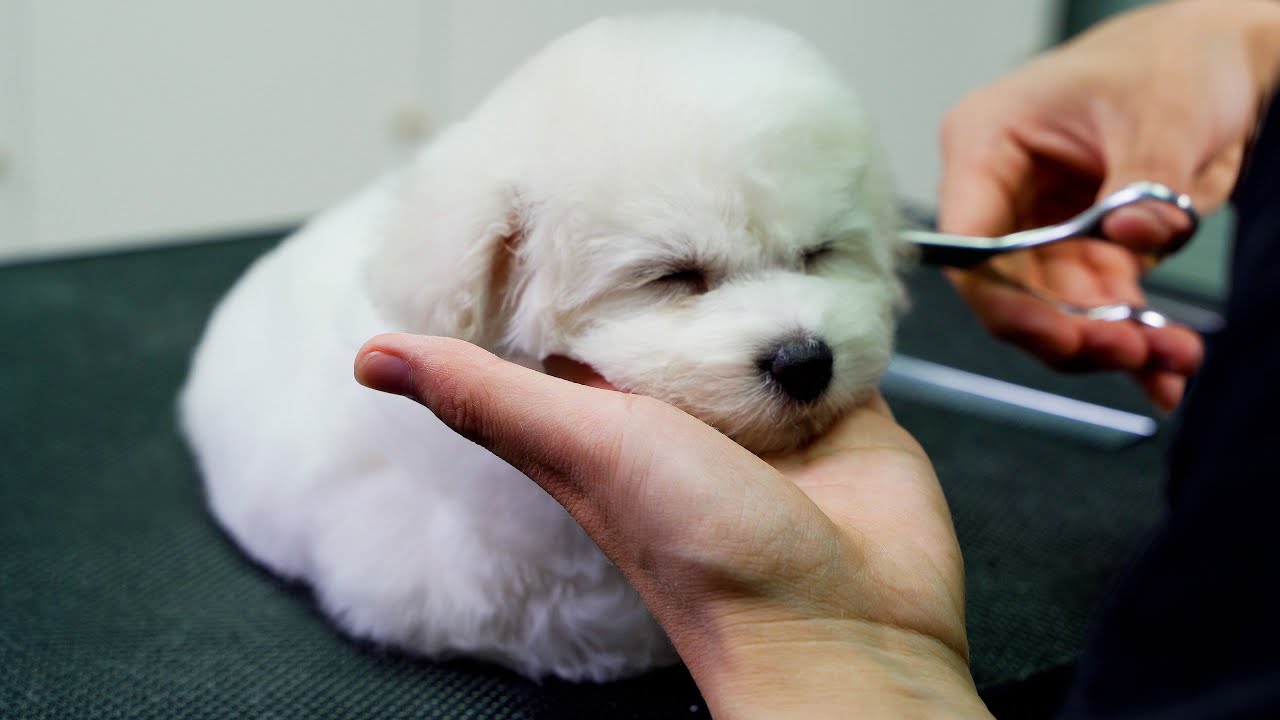 超可愛的比熊小奶狗第一次剪毛 ‖ Bichon Frise Grooming ‖ petgroomer ‖ 寵物美容